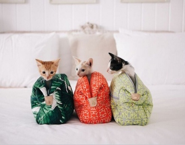 India Hicks cats in bags