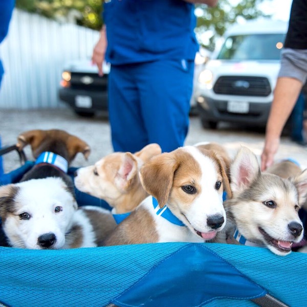 Abejas and puppies